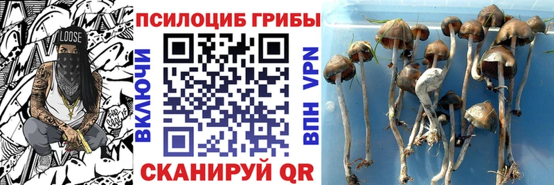 площадка клад  Заречный  Галлюциногенные грибы мицелий 